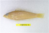 藏品(小花鱸)的圖片